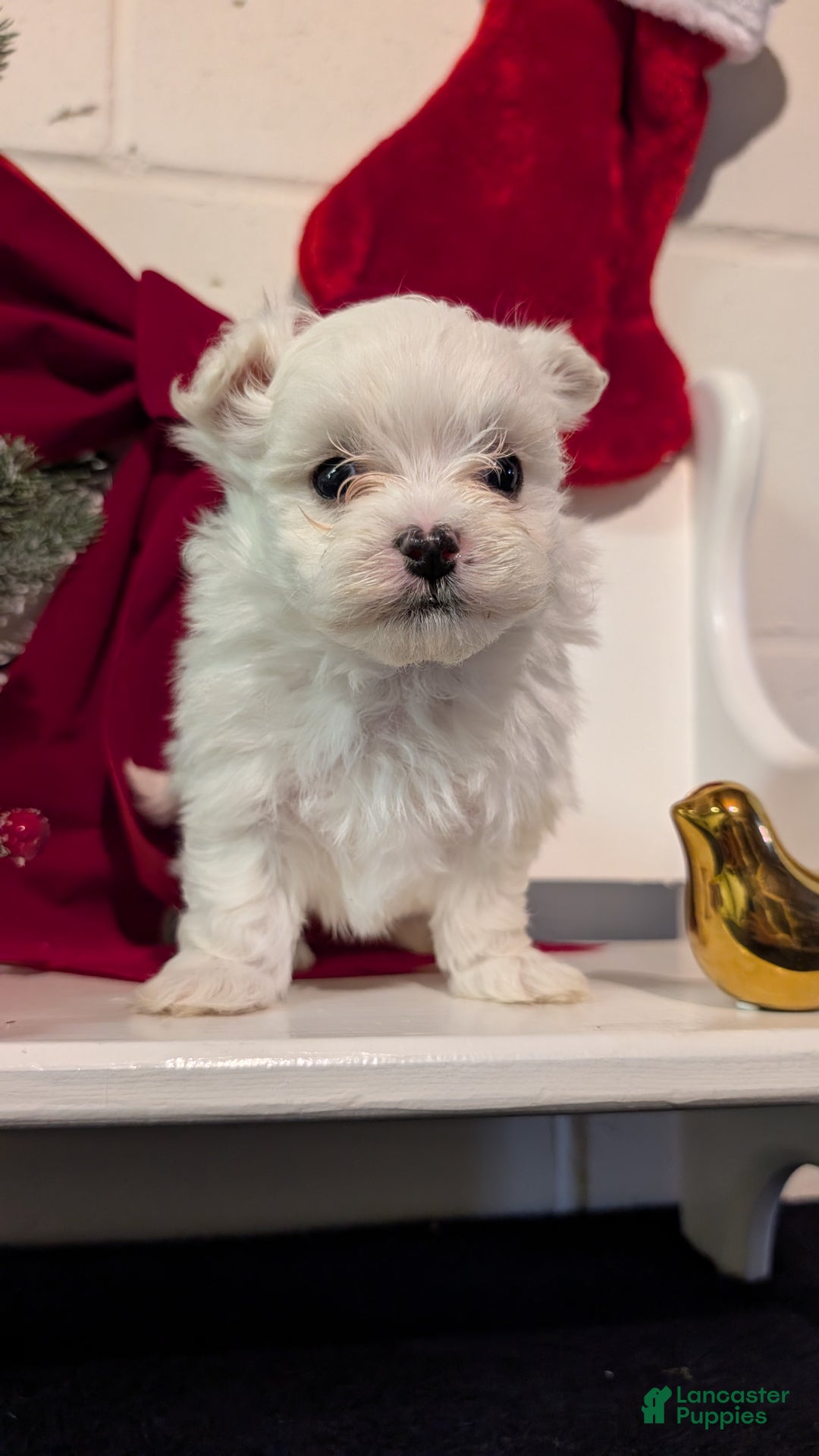 Maltese dogs for sale: King - Ad 10