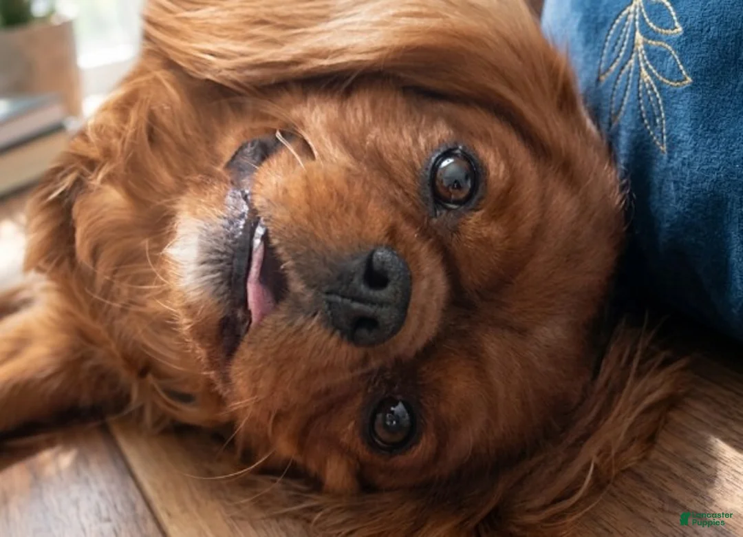Cavalier King Charles Spaniel dogs for sale: Bisket - Ad 2