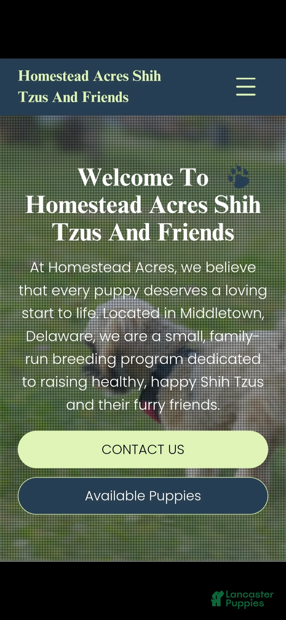 Pomeranian dogs for sale: Winston  - Ad 8