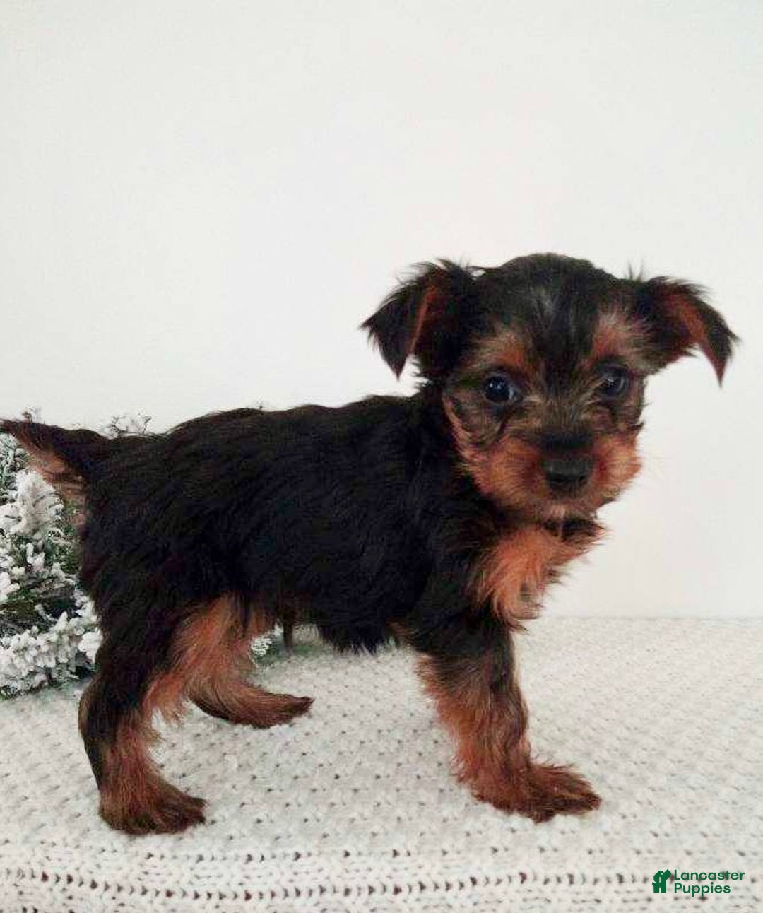Yorkshire Terrier dogs for sale: Jessie - Ad 5