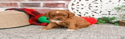 Cavapoo dogs for sale: Beau - Ad 9