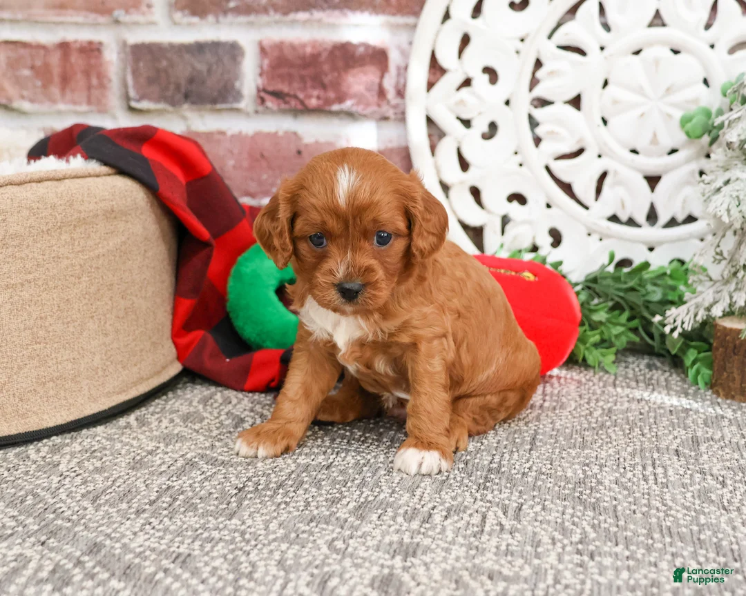 Cavapoo dogs for sale: Beau - Ad 9