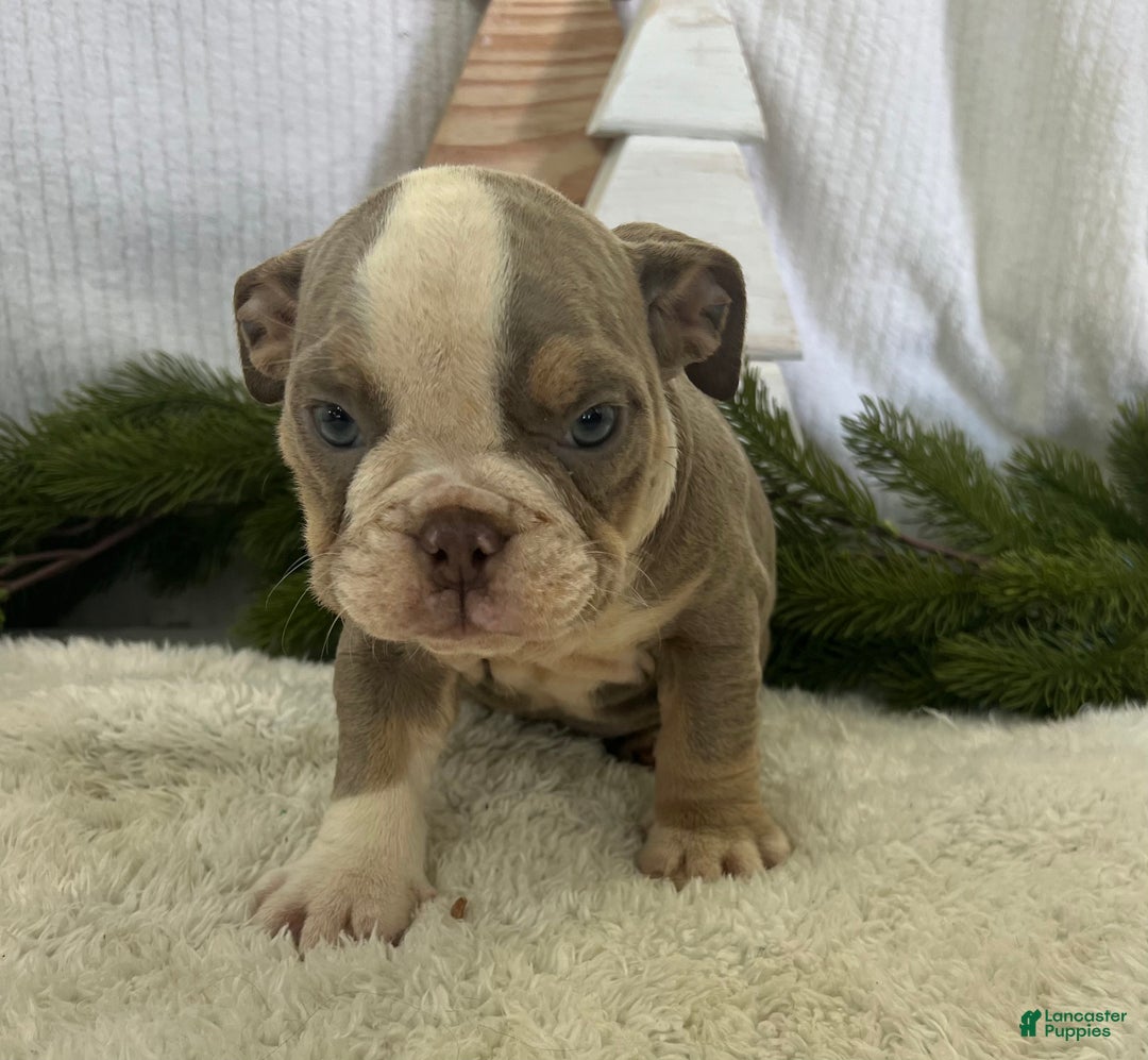 English Bulldog dogs for sale: Gemma - Ad 4