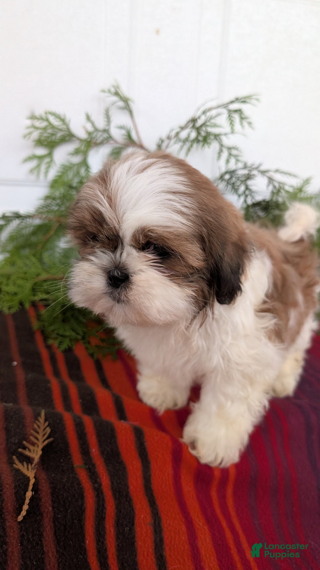 Shih Tzu dogs for sale: Bandit - Ad 6