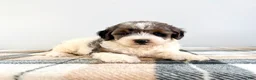 Bernedoodle dogs for sale: Gru - Ad 4