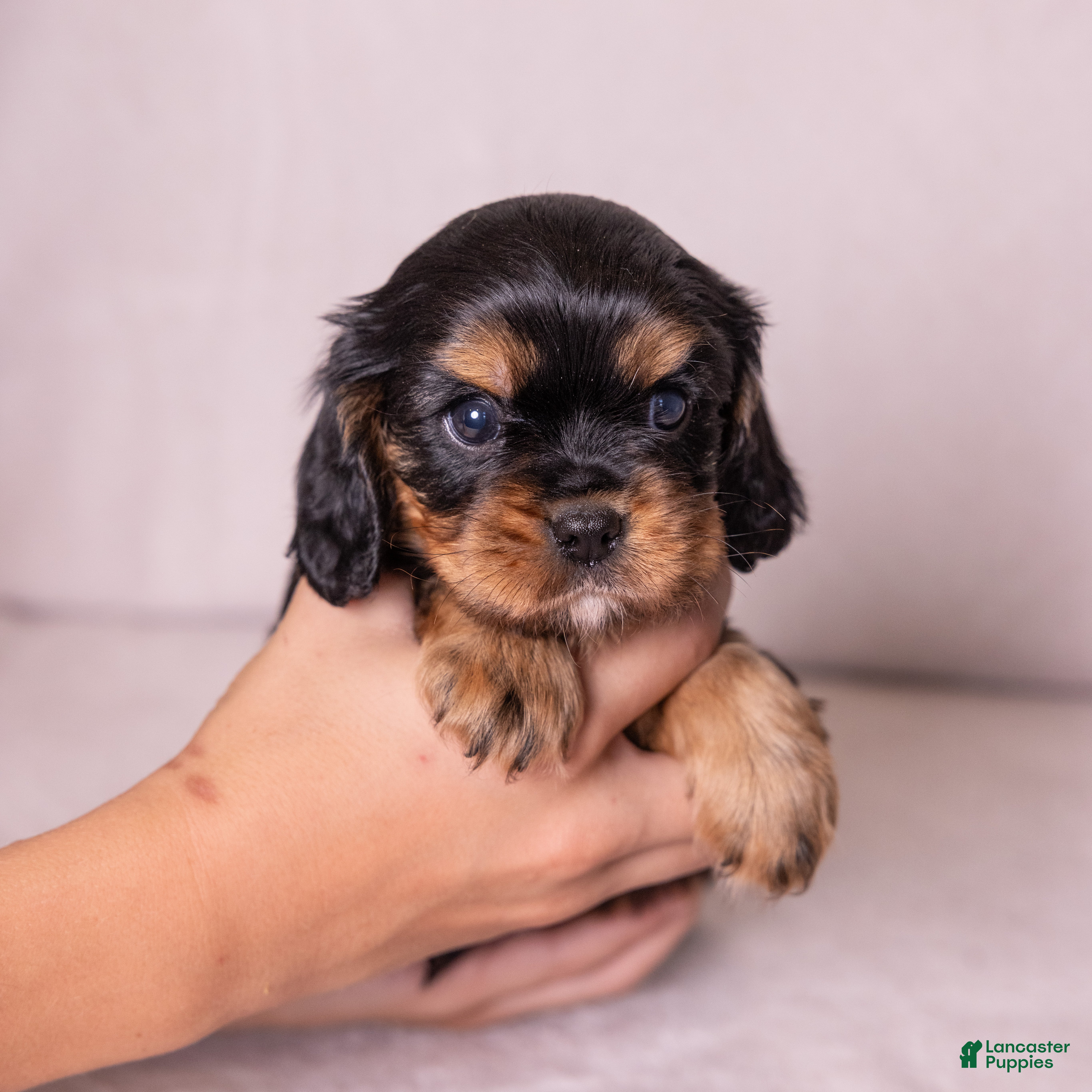Cavalier King Charles Spaniel dogs Bravo  - Ad 1
