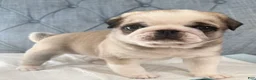 Pug dogs for sale: Panda fawn/white male  - Ad 11