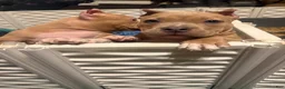 American Bully dogs for sale: American Bully 2 - Ad 12
