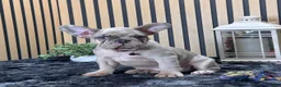 French Bulldog dogs for sale: Rose Video Ad - Ad 3