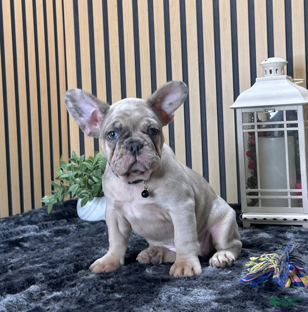 French Bulldog dogs for sale: Rose Video Ad - Ad 3