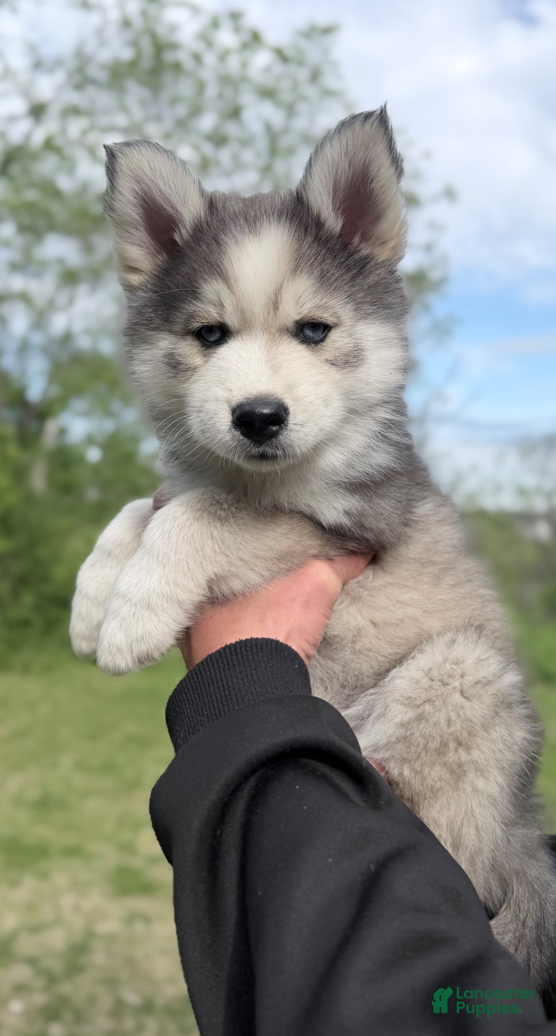 Pomsky dogs Clover - Ad 31