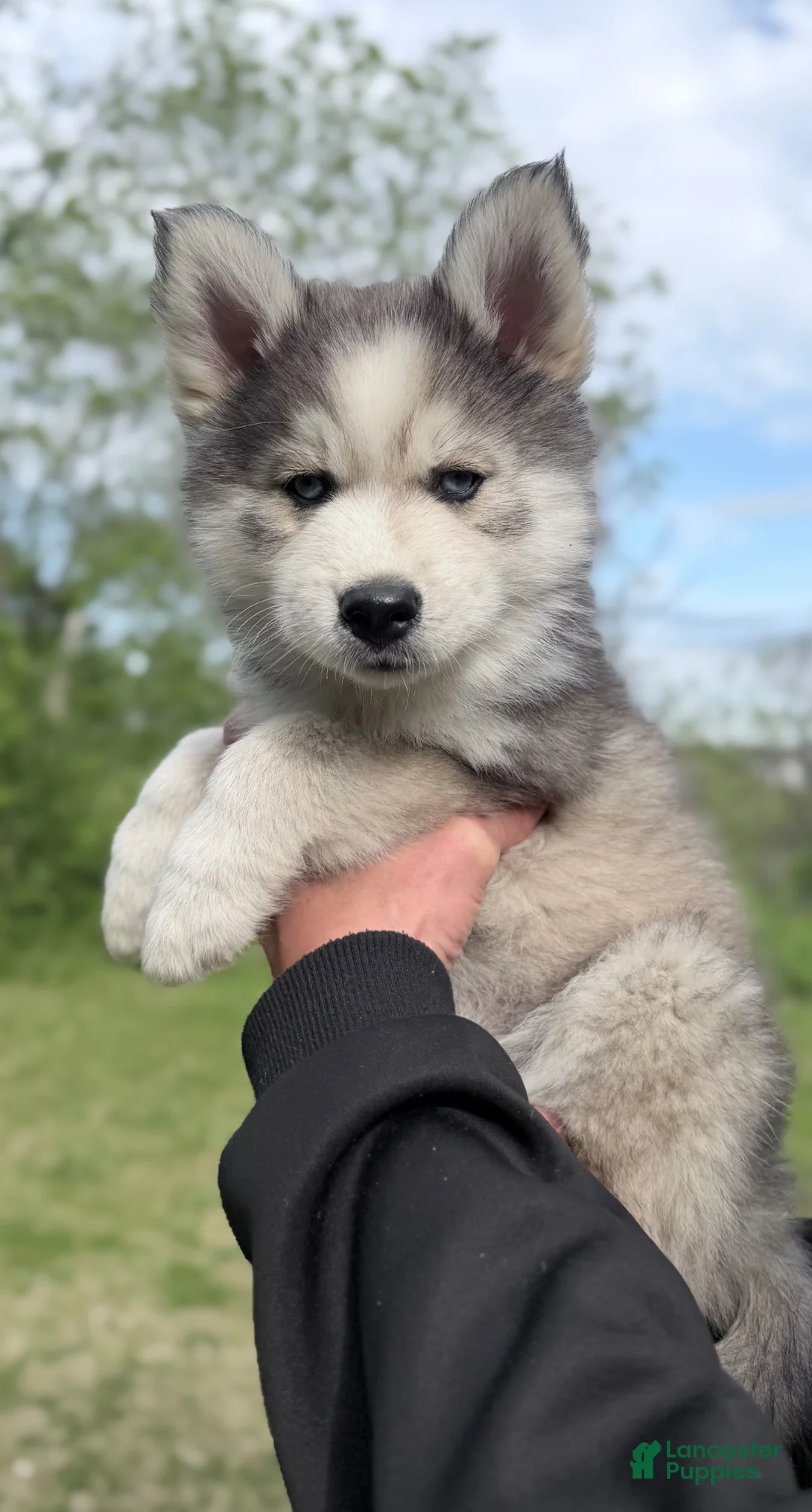 Pomsky dogs for sale: Clover - Ad 1