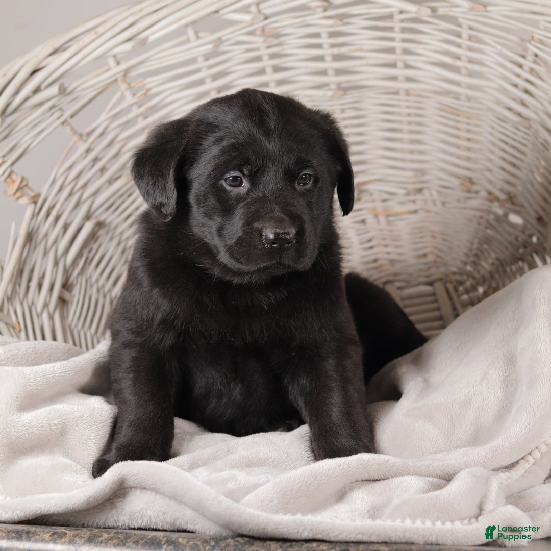 Mixed Breed dogs for sale: Charlotte - Ad 4