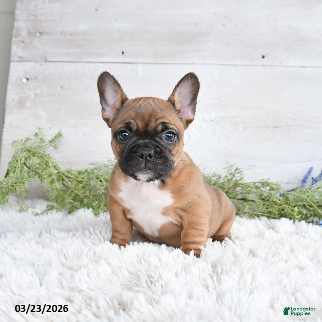 Mixed Breed dogs for sale: Tessa - Ad 2