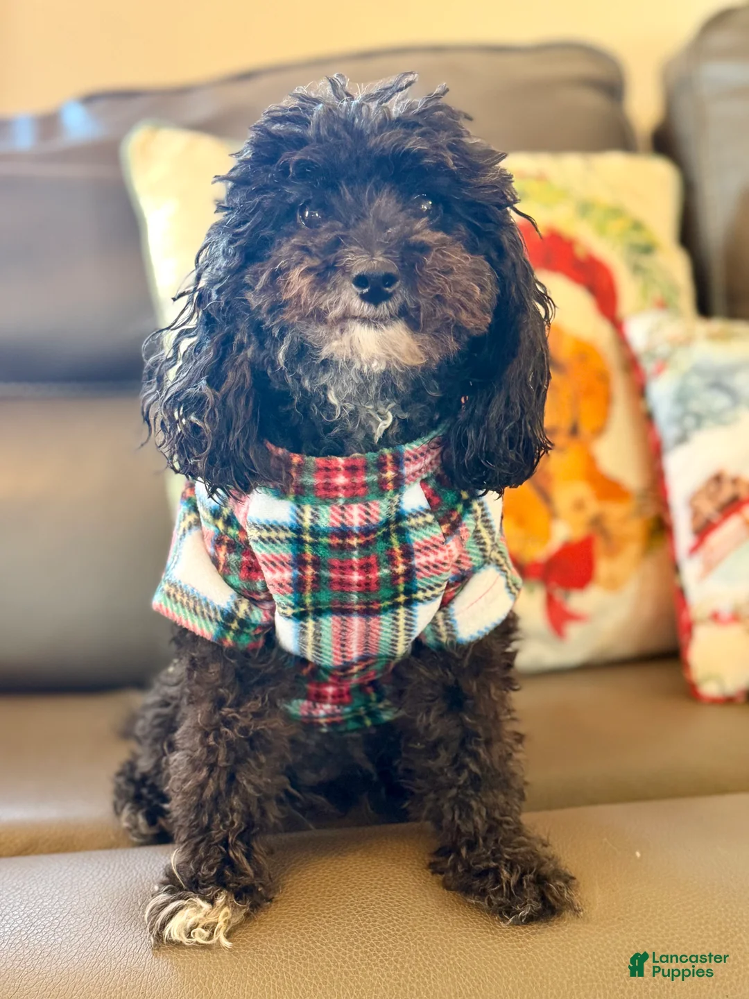 Maltipoo dogs for sale: Maltipoo Puppy 3 - Ad 7