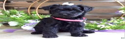 Yorkiepoo dogs for sale: Claire - Ad 9