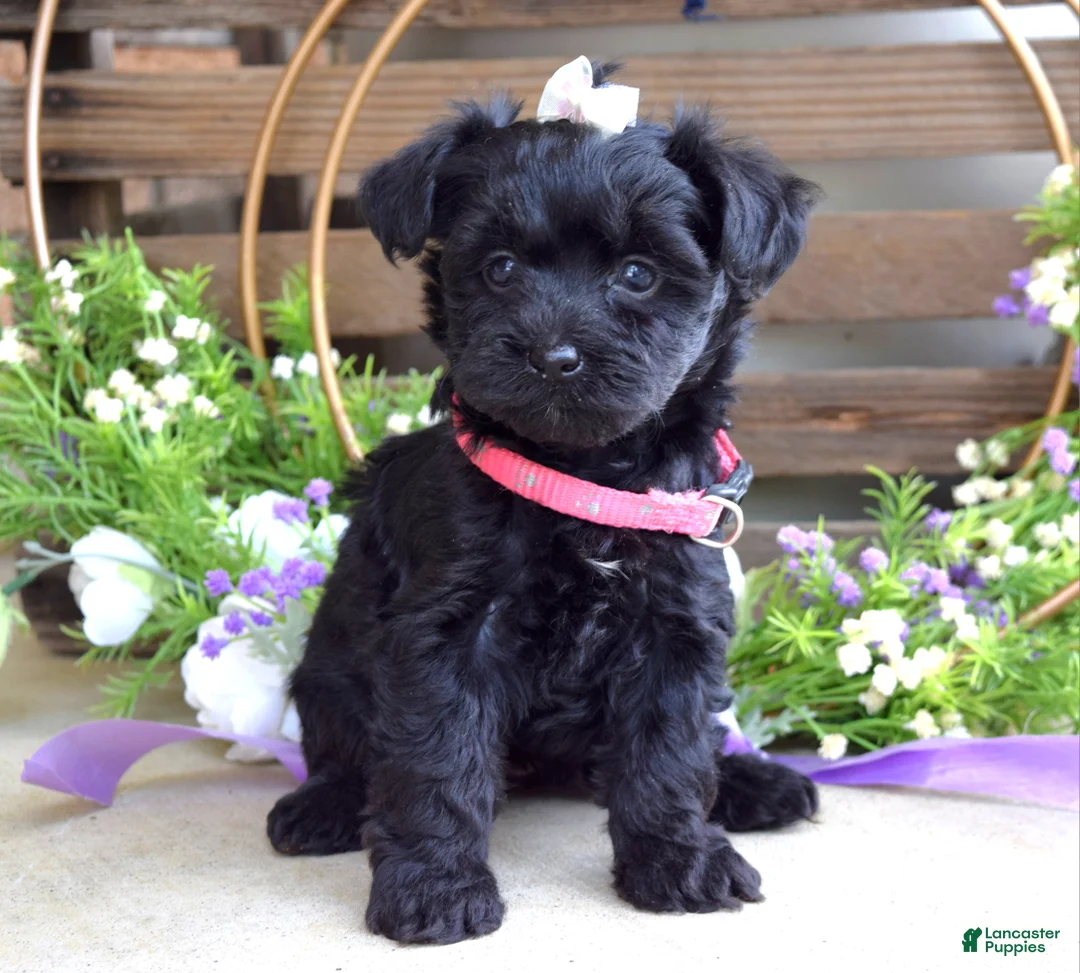 Yorkiepoo dogs for sale: Claire - Ad 9