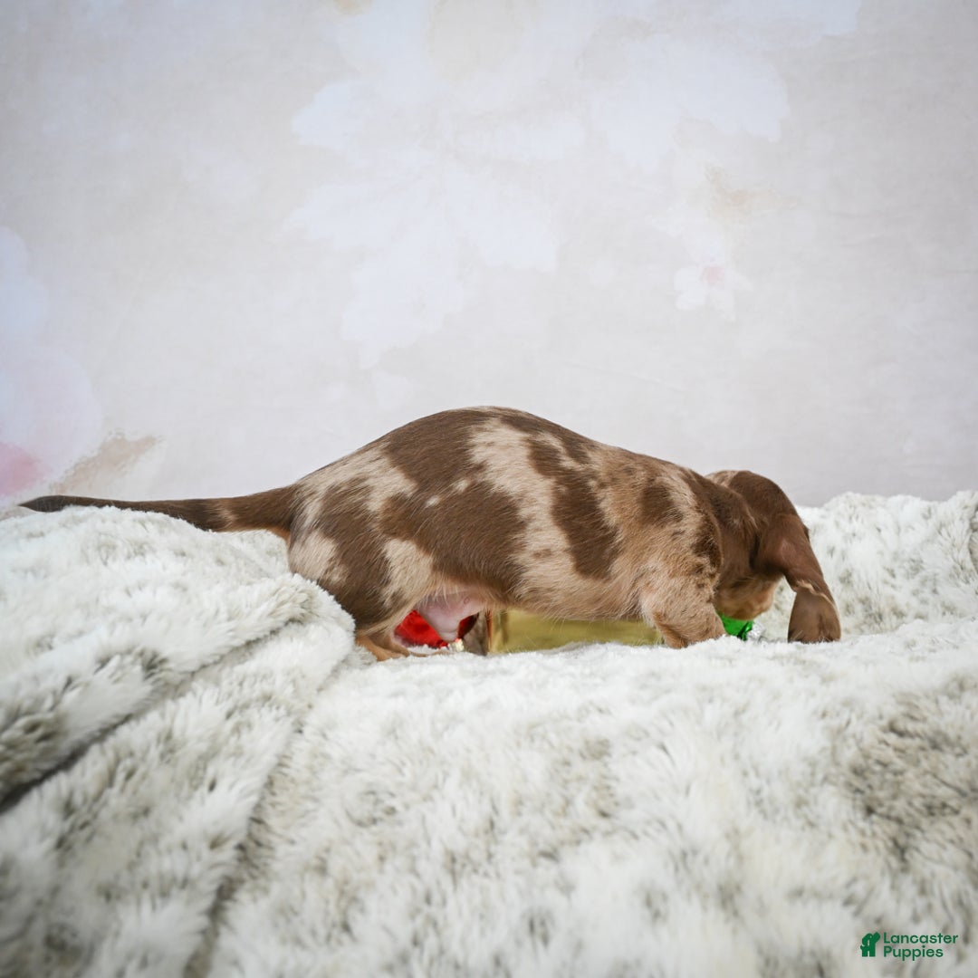 Miniature Dachshund dogs for sale: Max - Ad 9