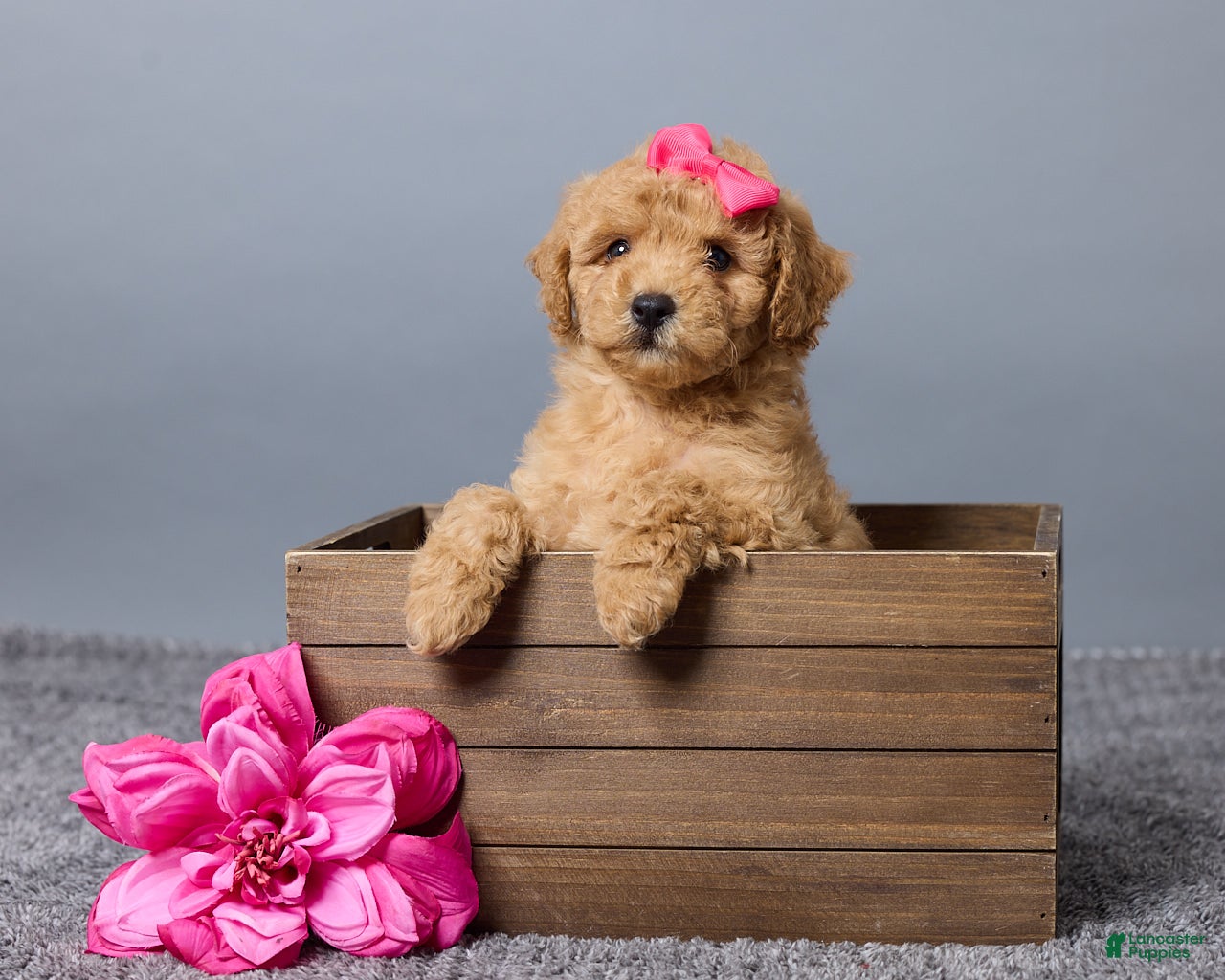 Miniature Poodle dogs for sale: Rosie - Ad 4