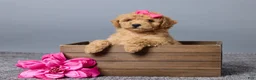 Miniature Poodle dogs for sale: Rosie - Ad 1