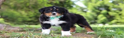 Bernese Mountain Dog dogs for sale: Loki - Ad 6