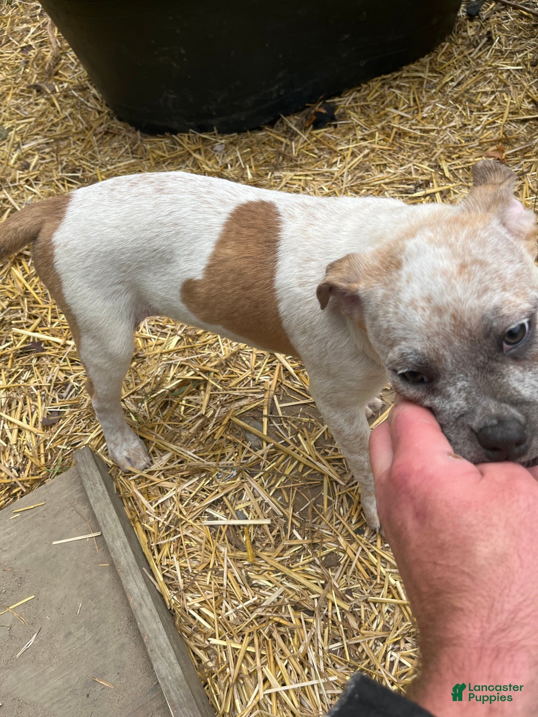 Mixed Breed dogs for sale: Mixed Breed Puppy 6 - Ad 23