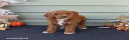 Cavapoo dogs for sale: Max - Ad 3
