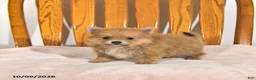 Pomeranian dogs for sale: Rhoda - Ad 1