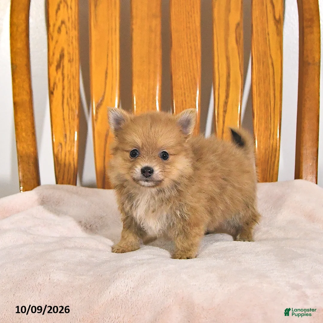 Pomeranian dogs for sale: Rhoda - Ad 1