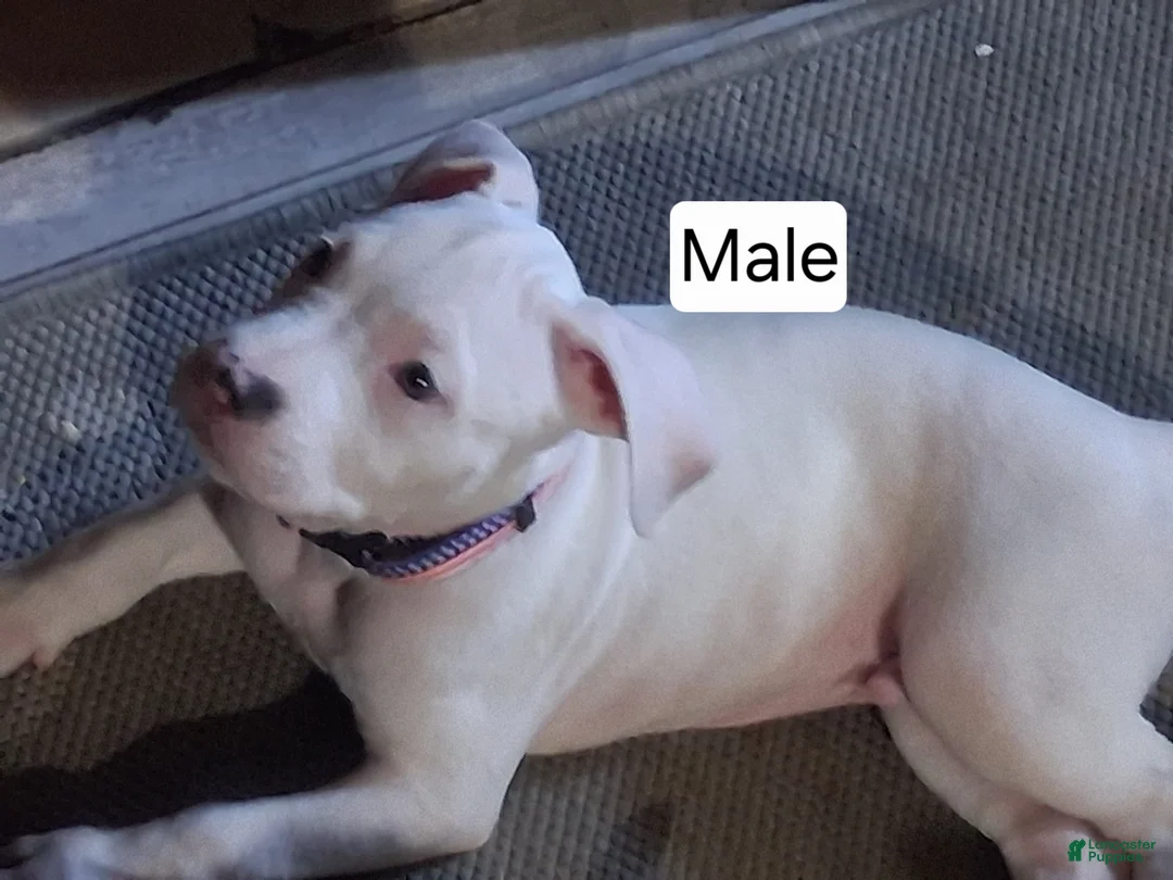 American Bully dogs for sale: American Bully 2 - Ad 1