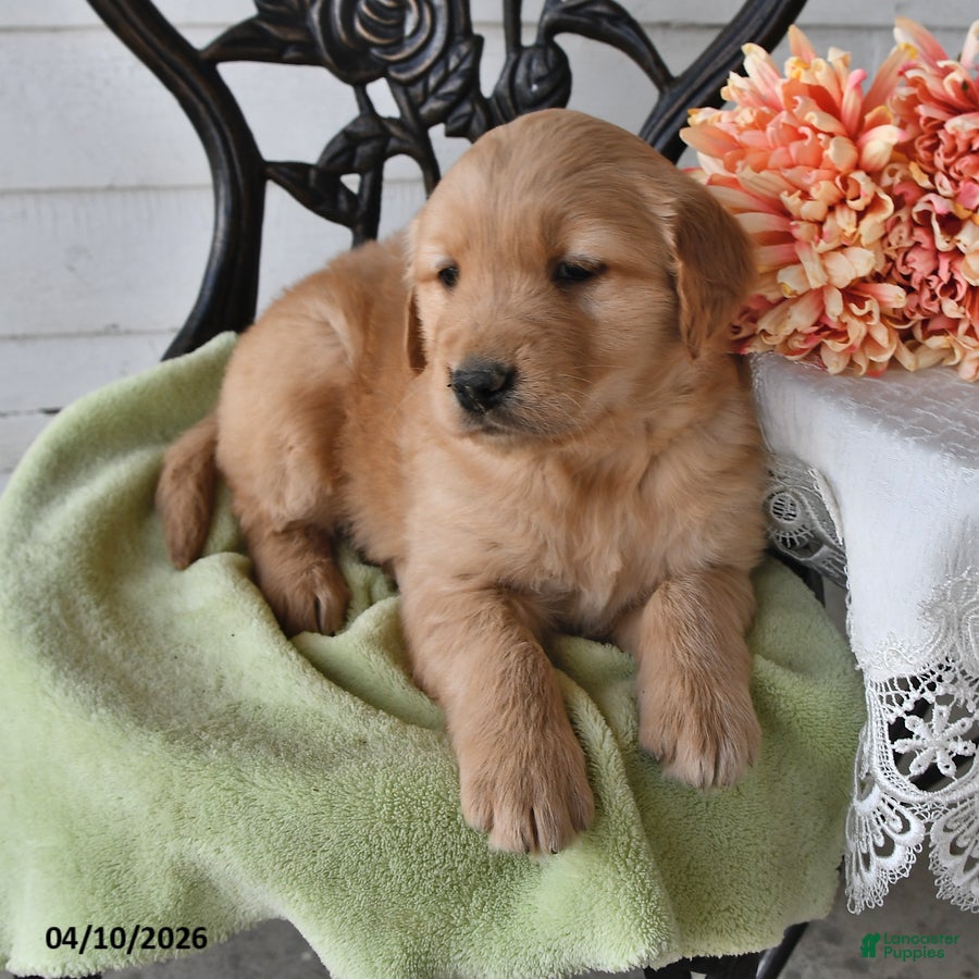 Golden Retriever dogs Roy  - Ad 2