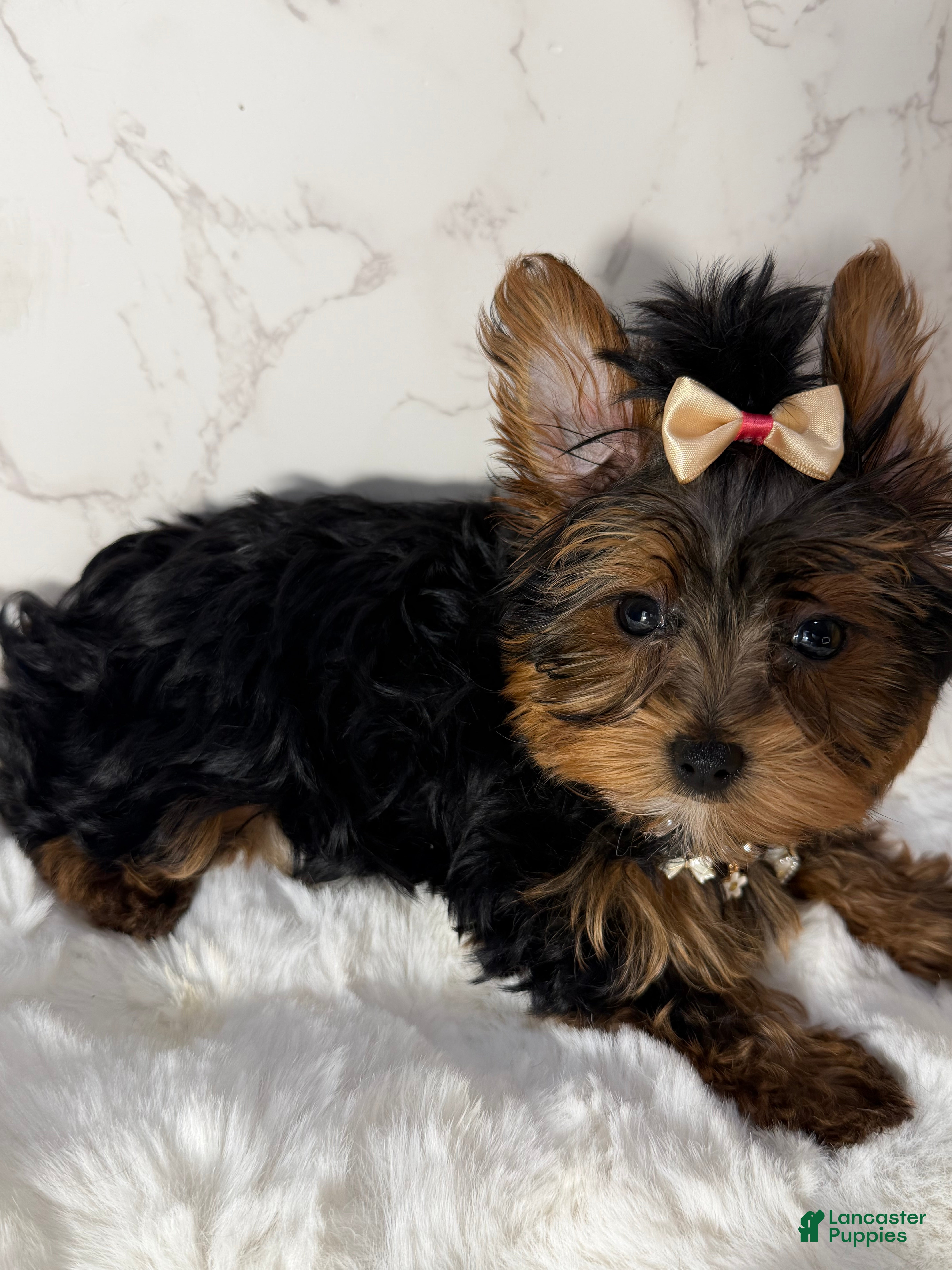 Yorkshire Terrier dogs Billy Rae - Ad 2