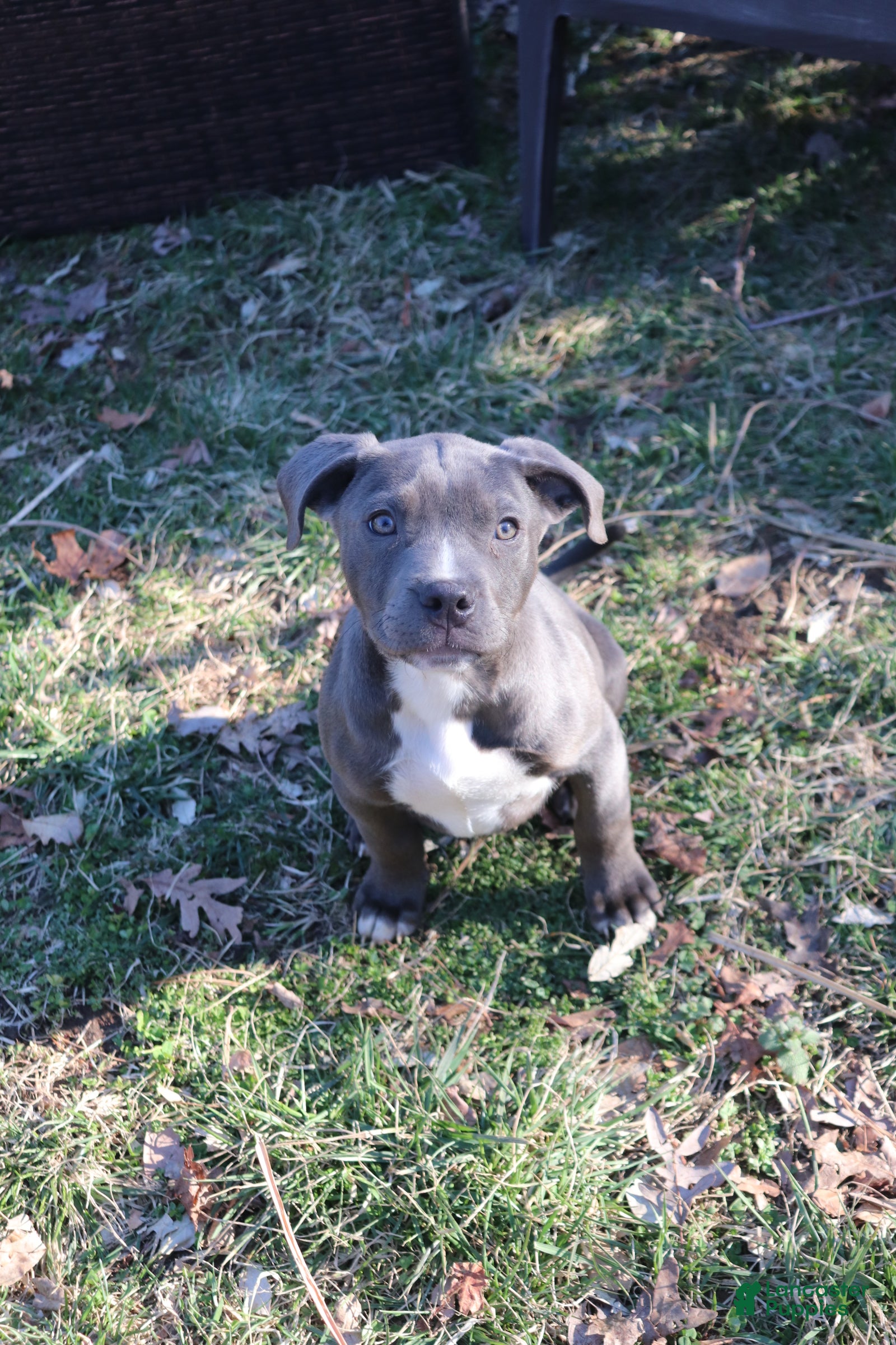 American Bully dogs Johnathan - Ad 1