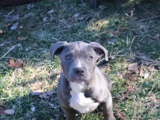 American Bully dogs for sale: Johnathan - Ad 3