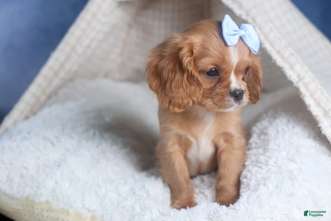 Cavalier King Charles Spaniel dogs for sale: Porter - Ad 9
