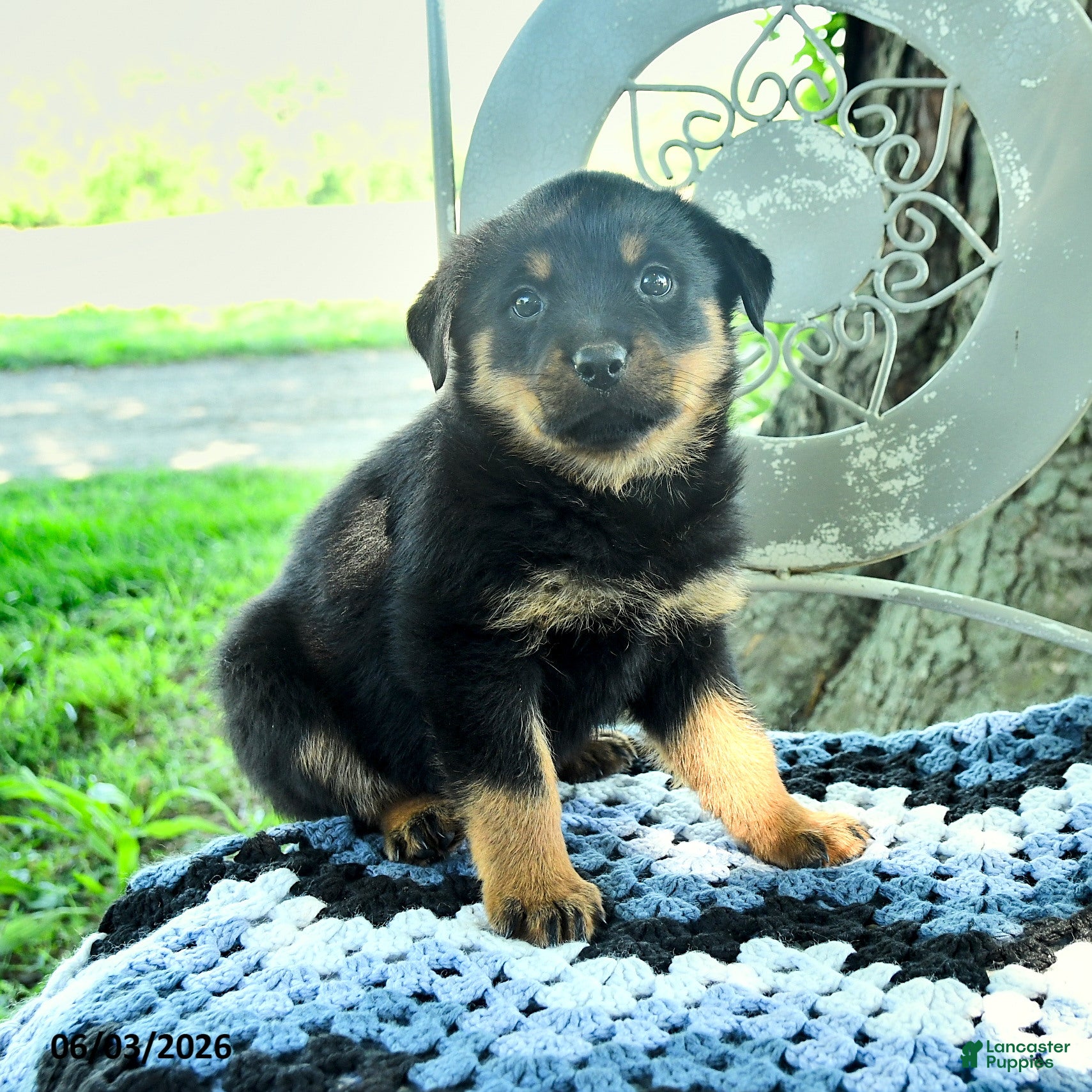 Rottweiler dogs for sale: Janie - Ad 3