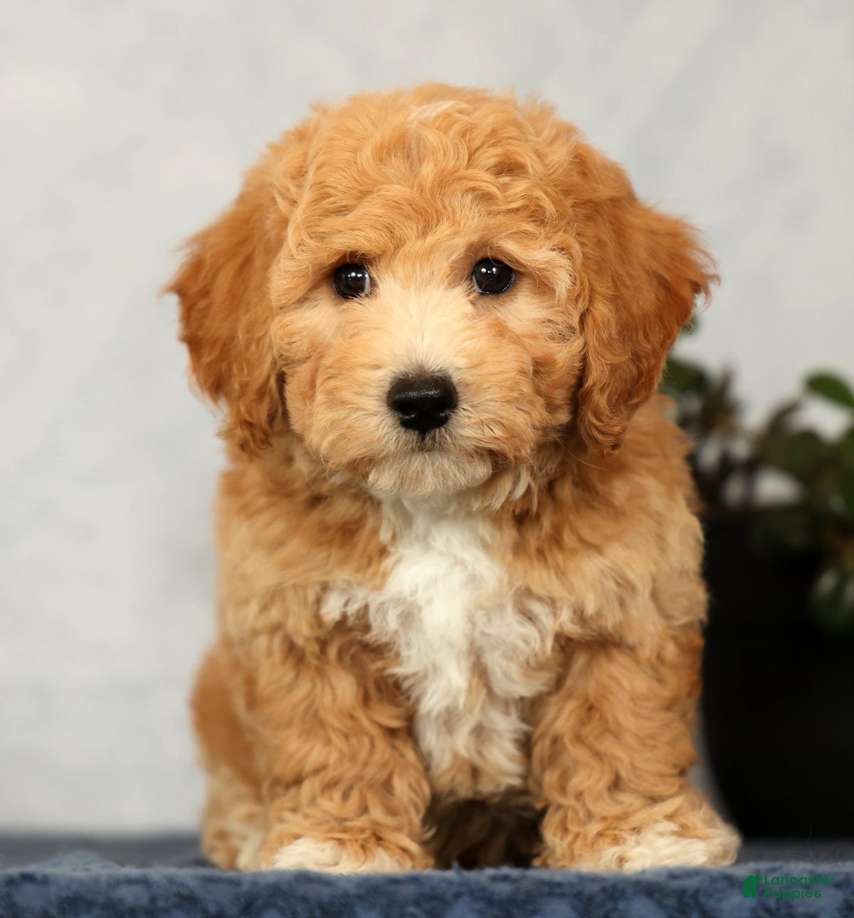 Bichpoo dogs York - Ad 1