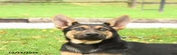 German Shepherd dogs for sale: Nutmeg - Ad 3