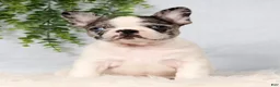 Frenchton dogs for sale: Daffodil - Ad 3