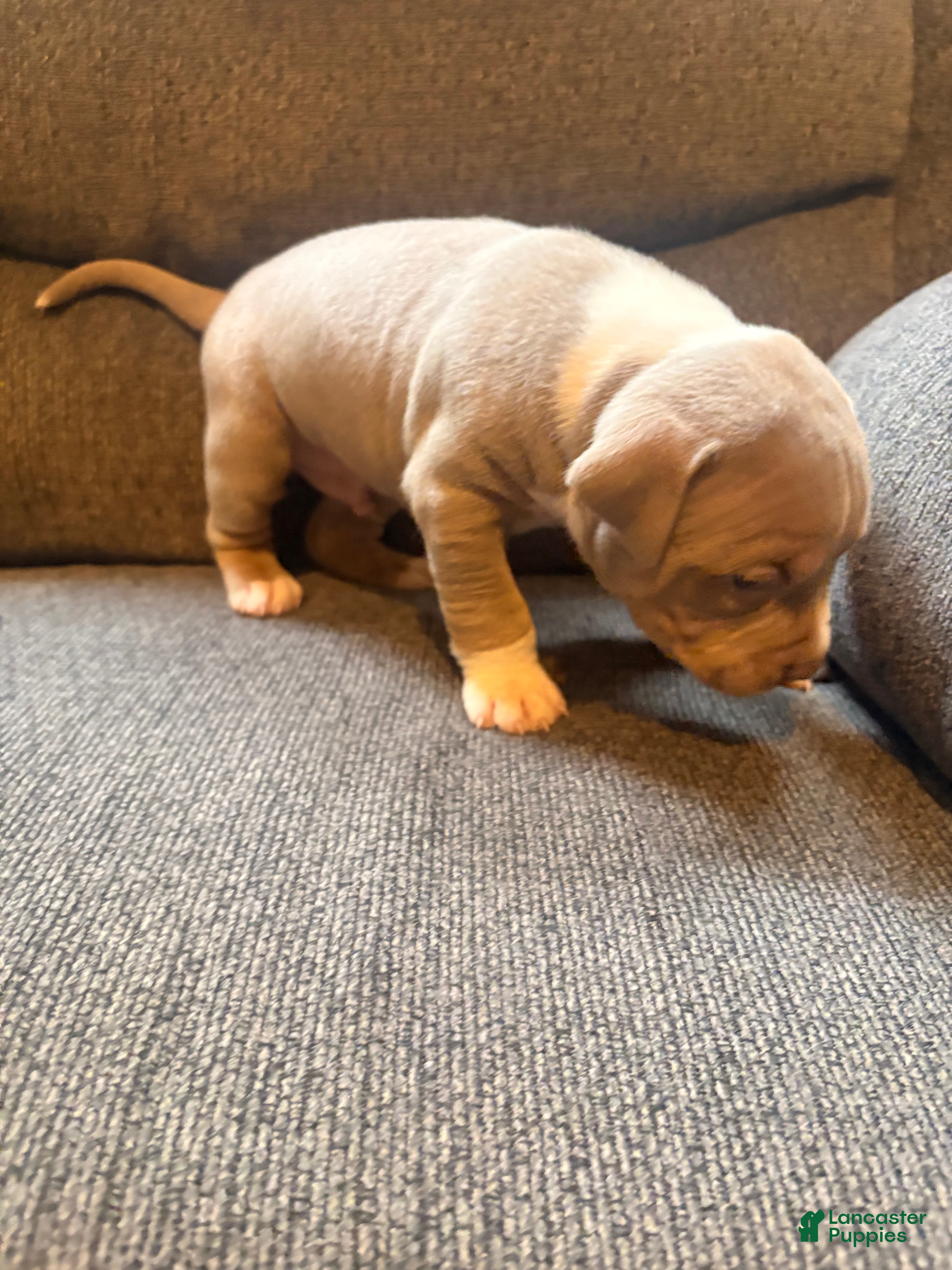 American Pit Bull Terrier dogs American Pit Bull Terrier Puppy 5 - Ad 17