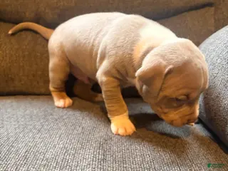 American Pit Bull Terrier dogs American Pit Bull Terrier Puppy 5 - Ad 4