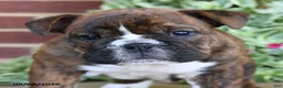 English Bulldog dogs for sale: Sailor - Ad 3