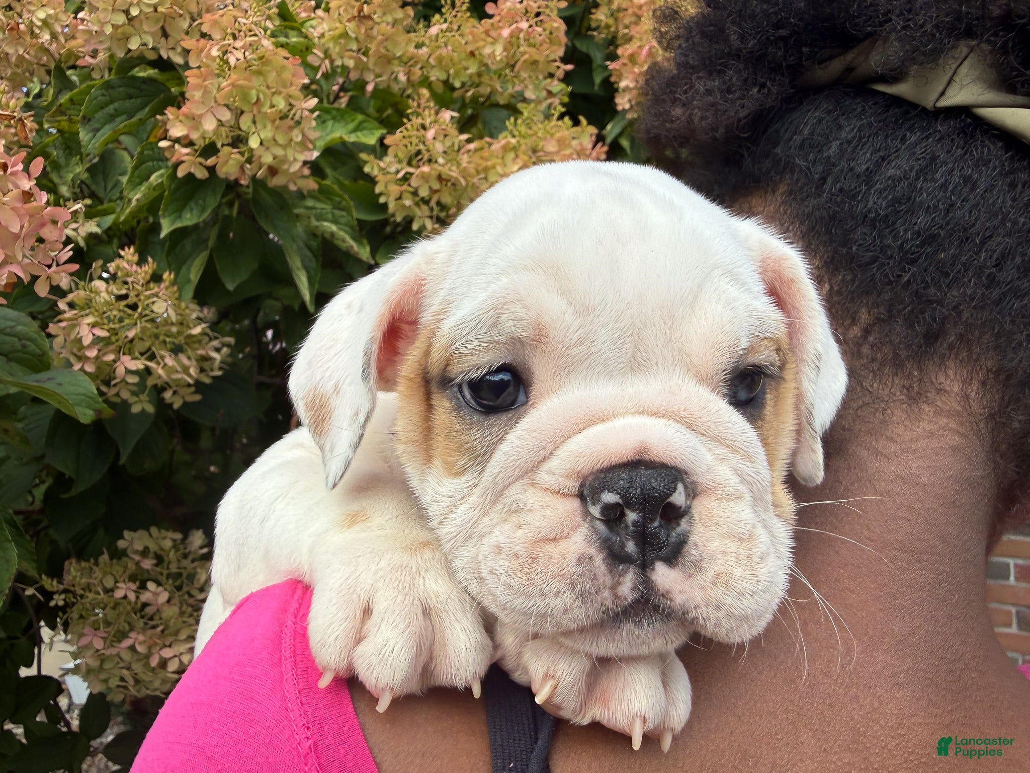 English Bulldog dogs Oliver - Ad 2