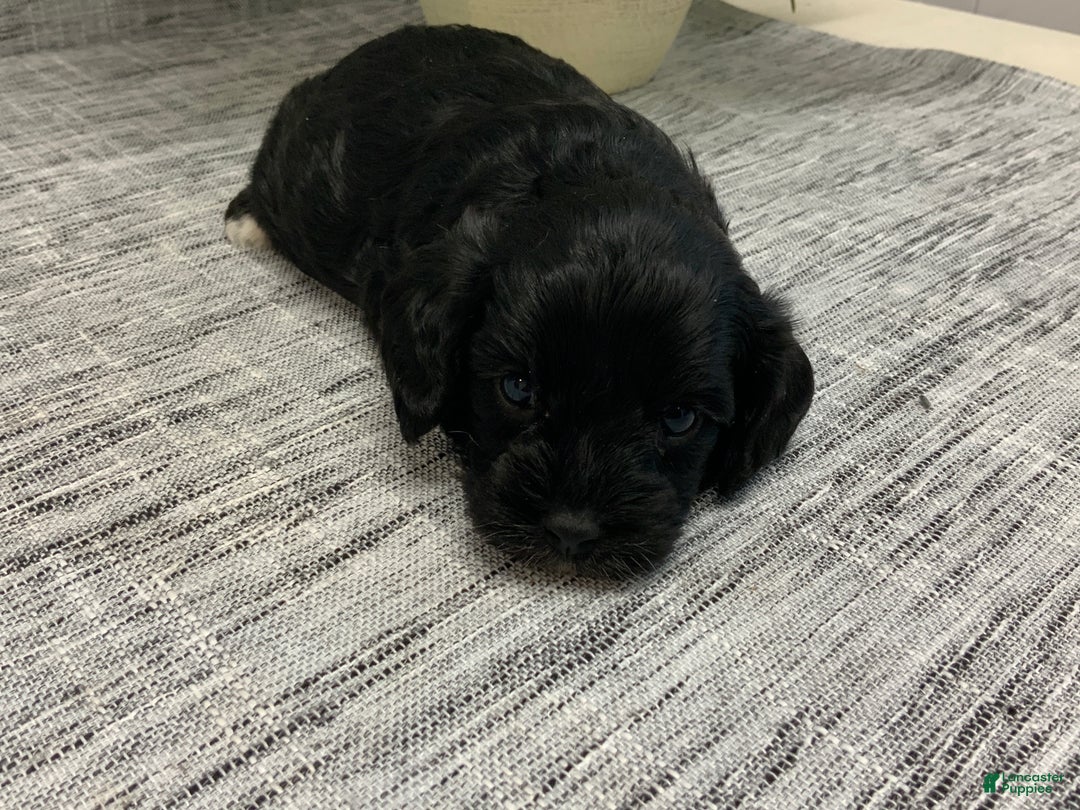 Cavapoo dogs for sale: Milton - Ad 3