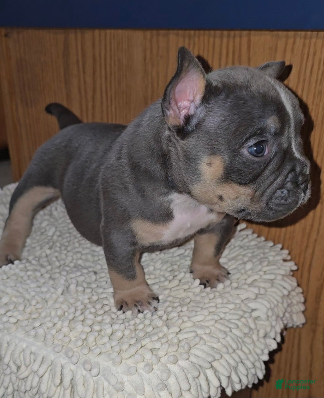 American Bully dogs for sale: American Bully Puppy 1 - Ad 11