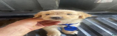 Golden Retriever 2