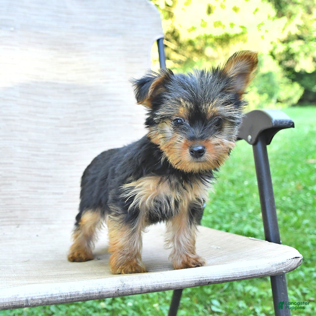 Yorkshire Terrier dogs for sale: Darla - Ad 1