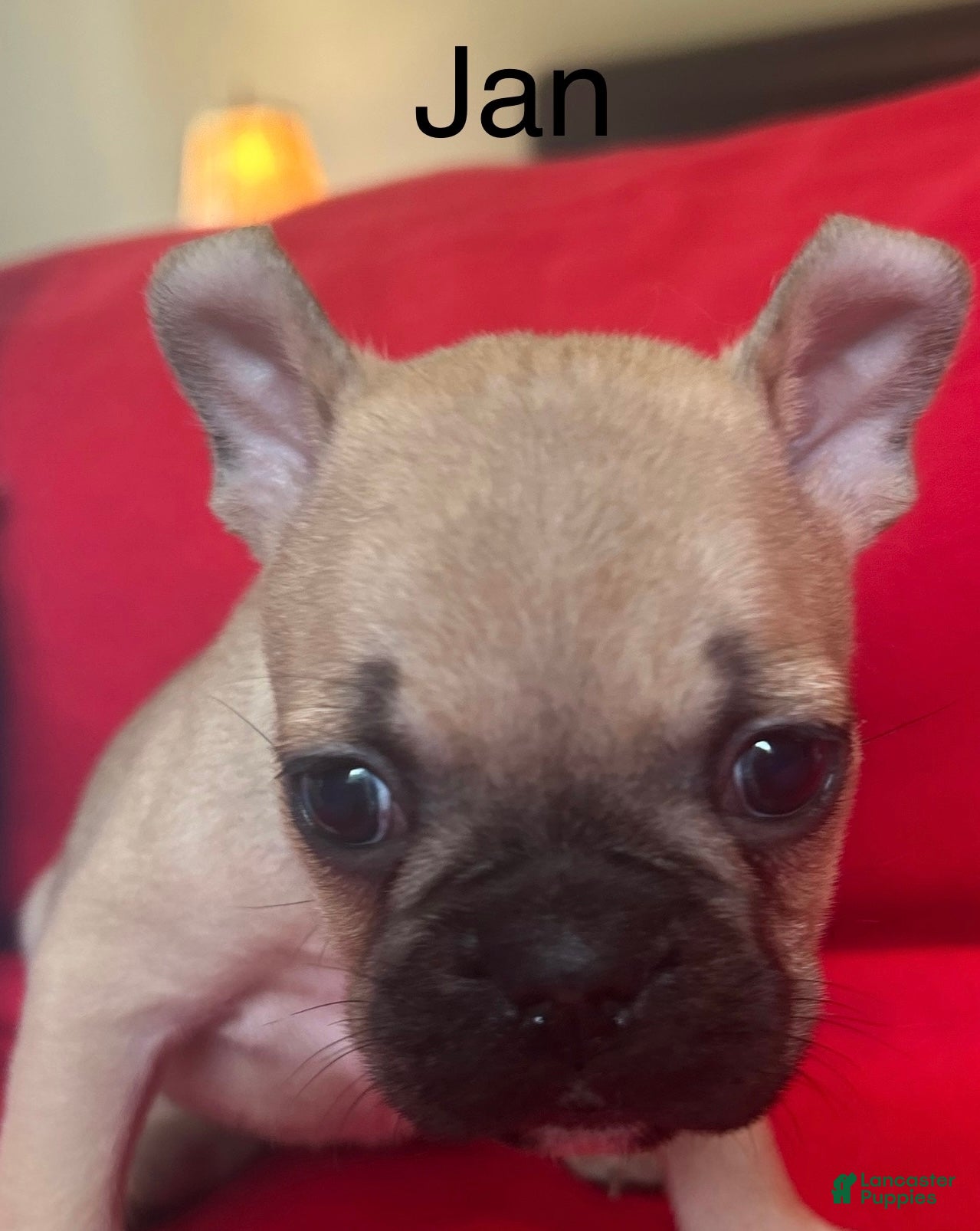 French Bulldog dogs Jan - Ad 13