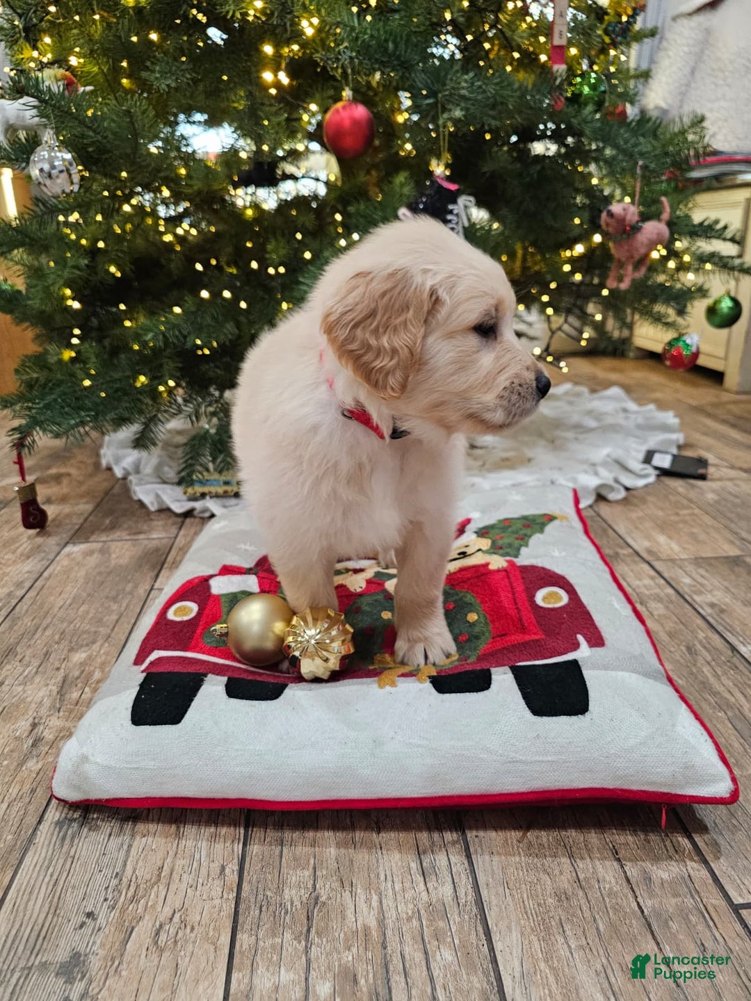 Golden Retriever dogs for sale: Golden Retriever Puppy 5 - Ad 5