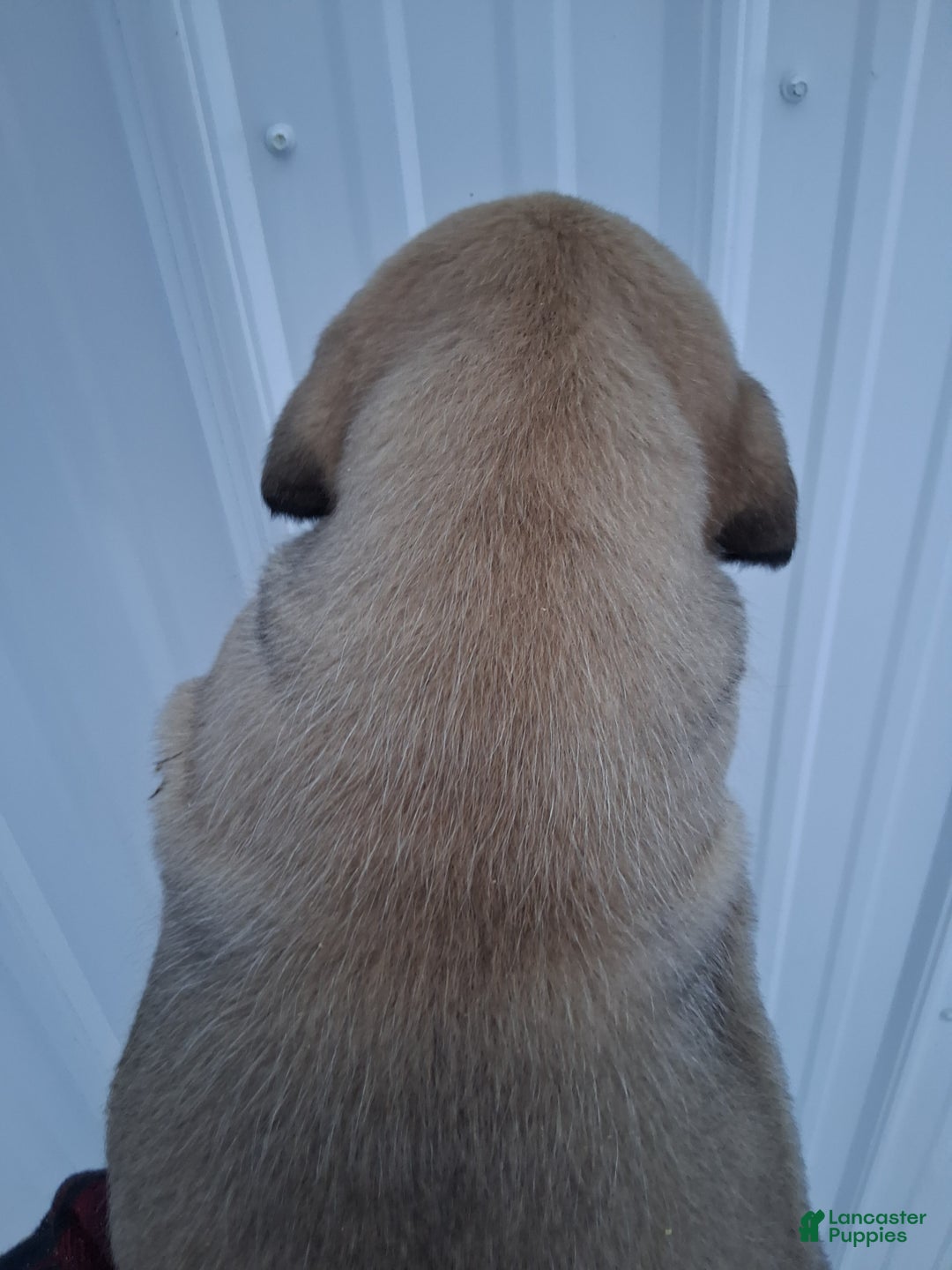 English Mastiff dogs for sale: Brutus  - Ad 5